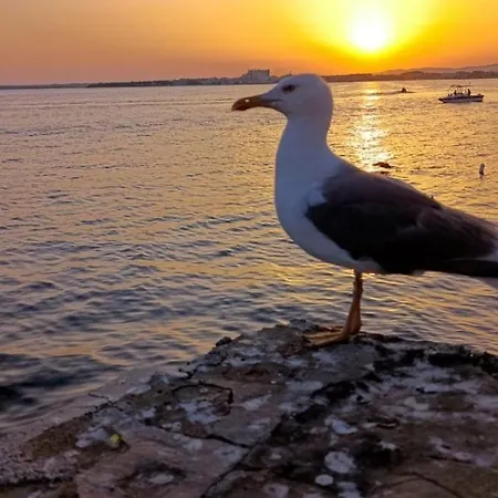 Golden Sunrise -